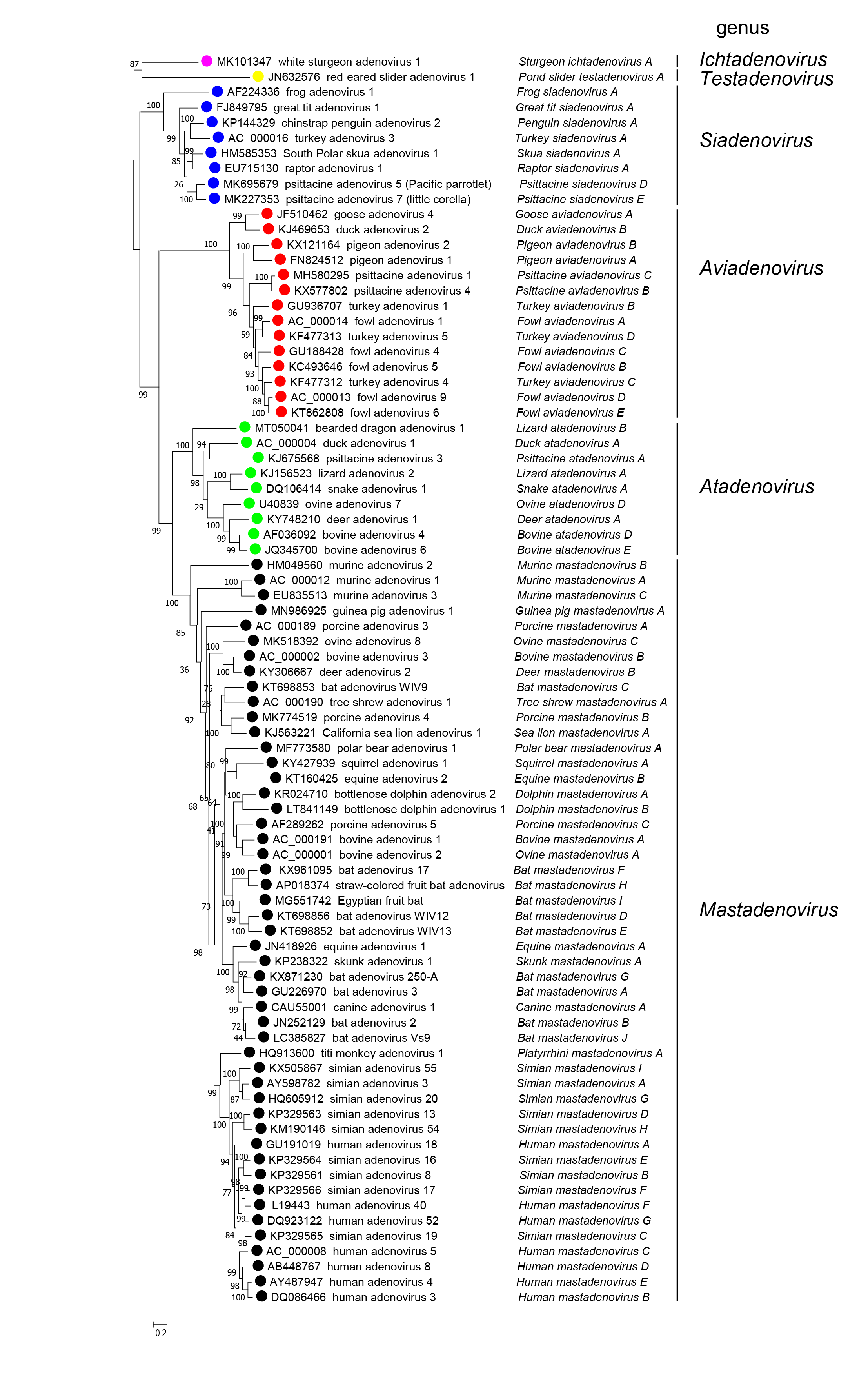Adenonoviridae Phylogeny